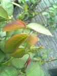 image_mb_0110.jpg